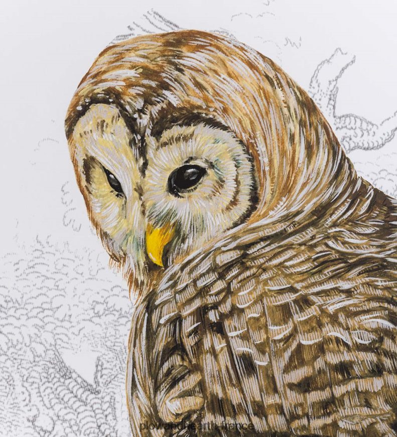 chouette barrée ii peinture d’art mural encadrée Plow & Hearth 8642F62514 articles ménagers