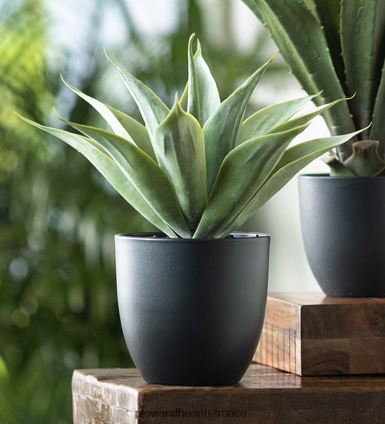 petite fausse vraie plante d'agave Plow & Hearth 8642F61565 articles ménagers