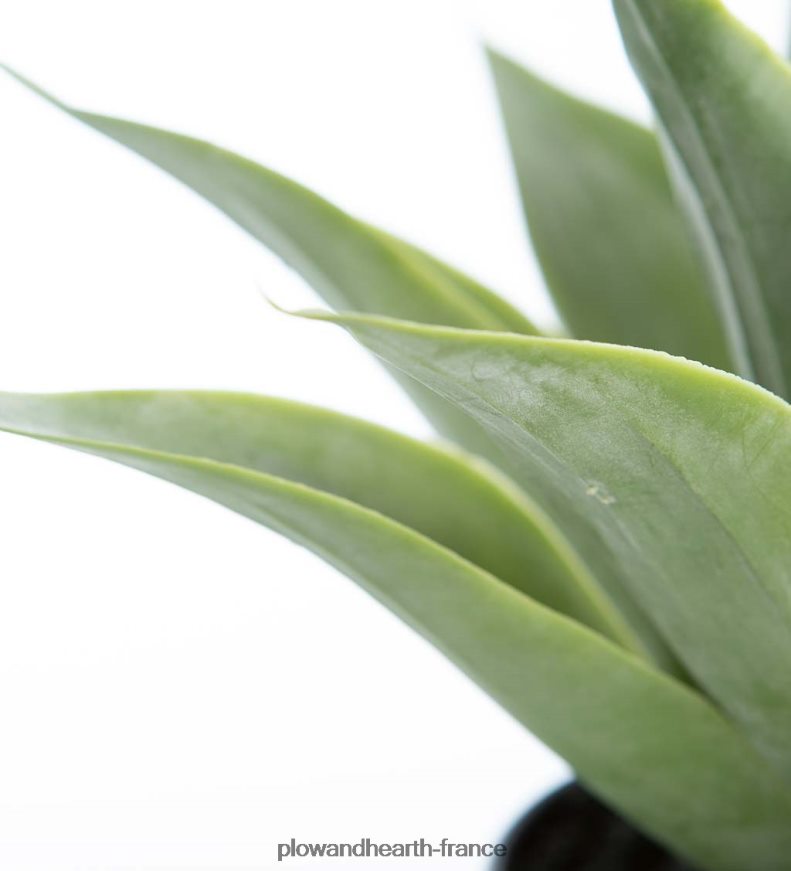 petite fausse vraie plante d'agave Plow & Hearth 8642F61565 articles ménagers