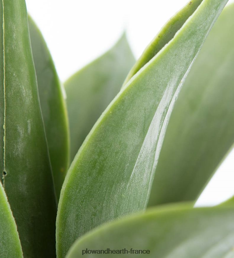 petite fausse vraie plante d'agave Plow & Hearth 8642F61565 articles ménagers