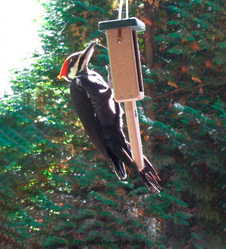 distributeur de suif à gâteau unique Plow & Hearth 8642F6773 cour et jardin