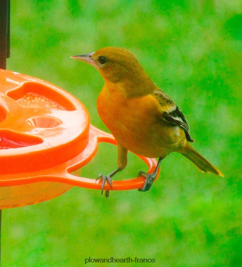 mangeoire à orioles oriolefest, 12 oz. Plow & Hearth 8642F6824 cour et jardin