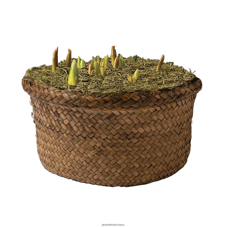 bulbe de fleur hollandais parfumé cadeau de vacances jardin Plow & Hearth 8642F62999 saisonniers et cadeaux